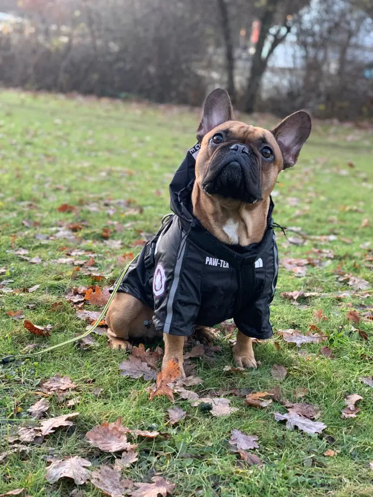 New Waterproof Pet Raincoat for Dogs