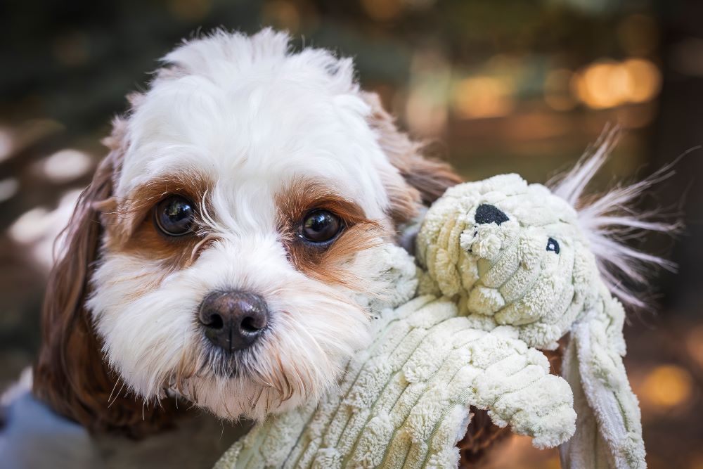 Dog Toy - Barnyard HuggleFlatties Durable Plush Dog Toys - 3 Options