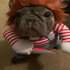 Chucky French Bulldog Costume