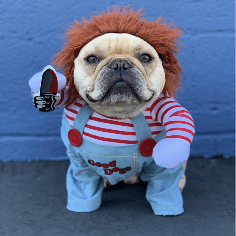 Chucky French Bulldog Costume