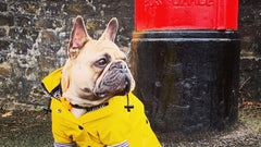 French Bulldog Raincoat