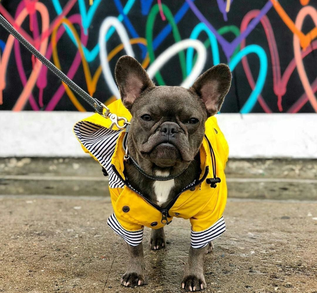 French Bulldog Raincoat