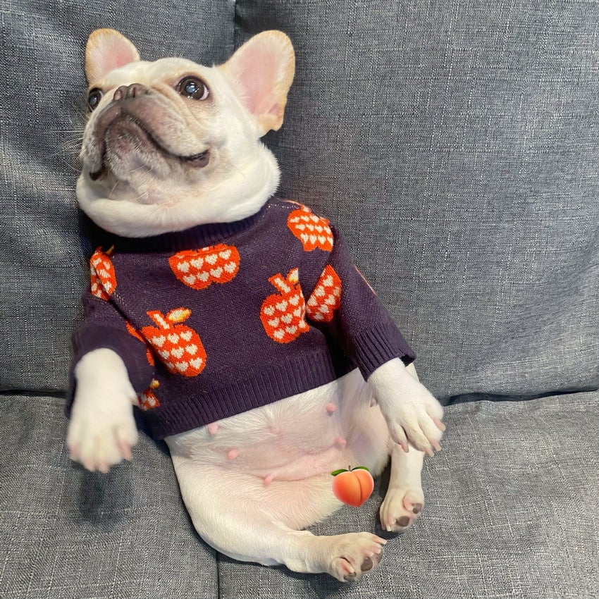 Red Apple French Bulldog Sweater