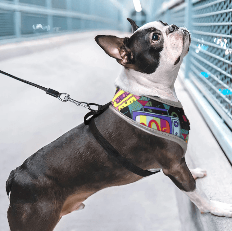 Multi Color Frenchie Harness