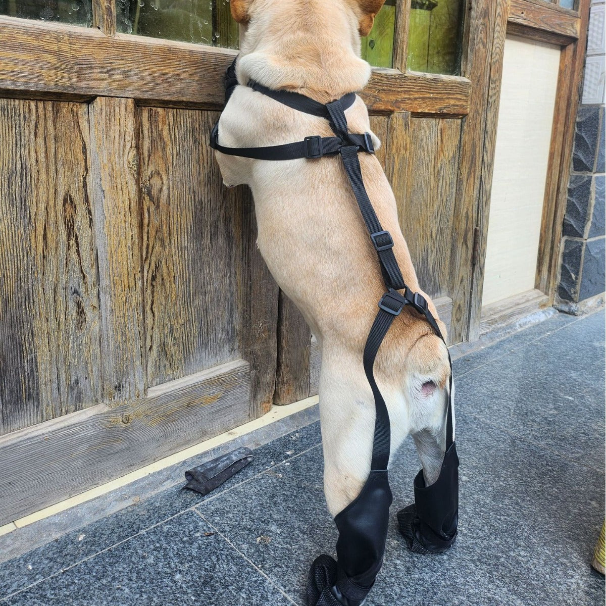French Bulldog Footwear Paws Protector