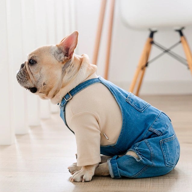 Jeans Jumpsuit for French Bulldog