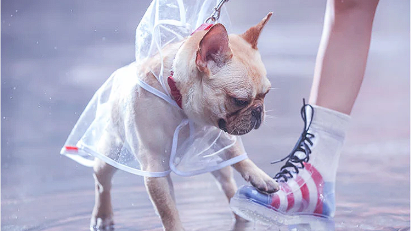 Transparent French Bulldog Raincoat