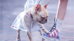 Transparent French Bulldog Raincoat