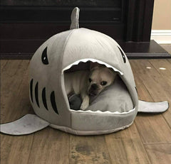 Frenchie House Shark
