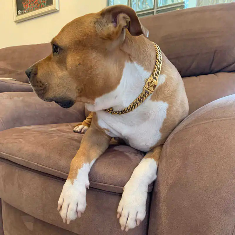 Gold Stainless Steel Dog Collar and Leash Set 17mm