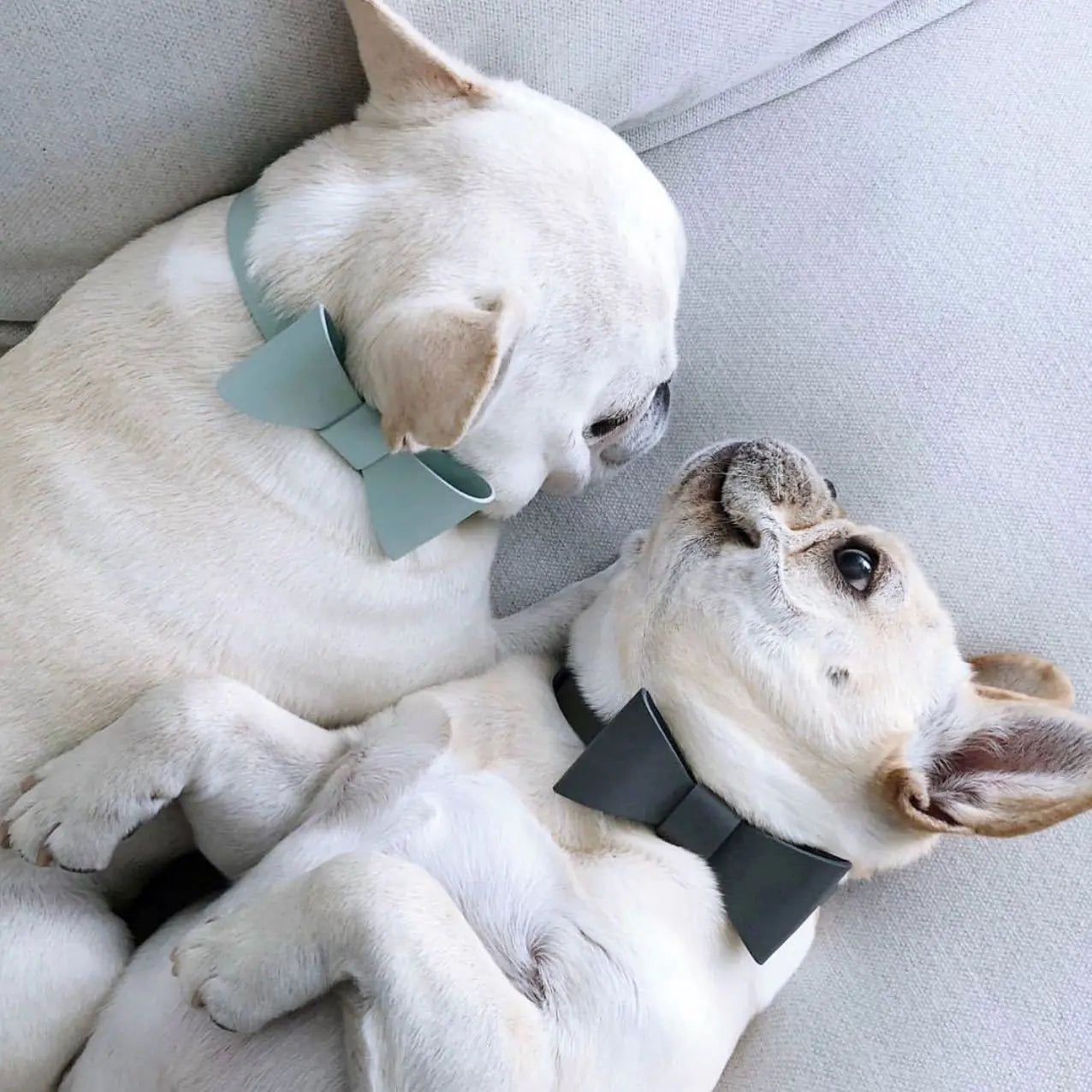Cute Bow Collar and Leash Set for Bulldog