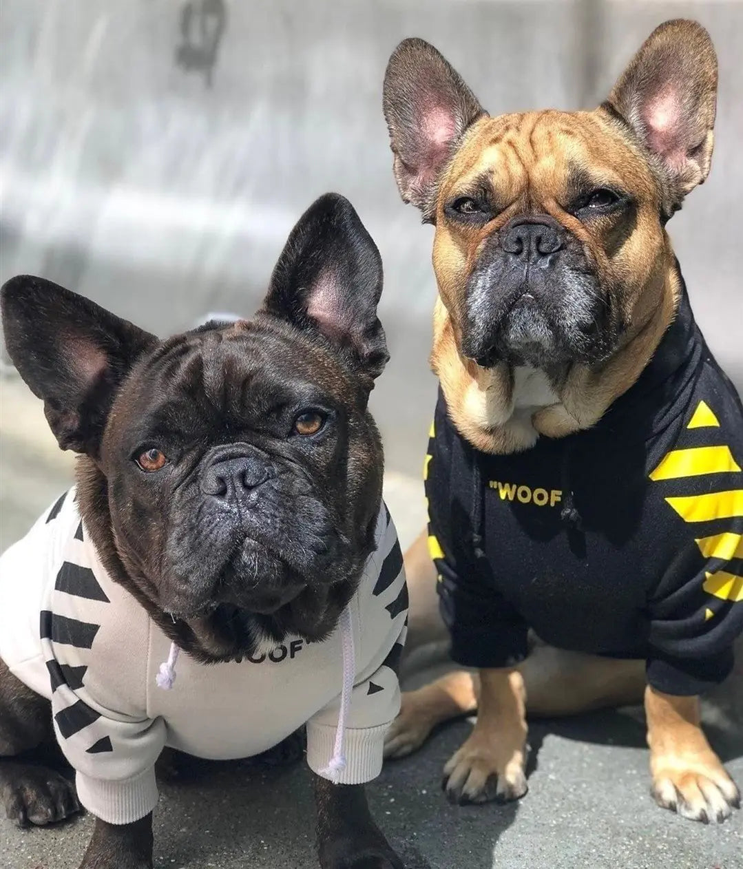 Trendy Fleece Hoodie for Small Dogs (French Bulldog, Pug)
